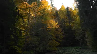 Autumn Leaves - shot with OM System / Olympus M.Zuiko Digital ED 12-40mm f2.8 PRO II + Lumix GH6