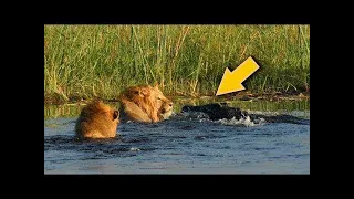 Lion VS Crocodile Great Battle - Most Amazing Moments Of Wild Animal Fight. Discovery Wild Animals