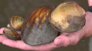 The Importance of Freshwater Mussels | Iowa Land and Sky