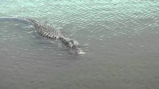 A swimming American Alligator