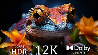 12K HDR 60fps Dolby Vision with Relaxing Music (Colorfully Dynamic)