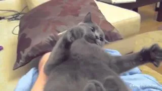 Woofing Cat  Гавкающий Кот