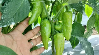 Ano ang magandang #fungicide para sa atsal #tips #pepper farming #tutorial