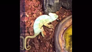 Timelapse Chameleon Moment of Death