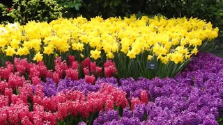 2023 04 17 Keukenhof