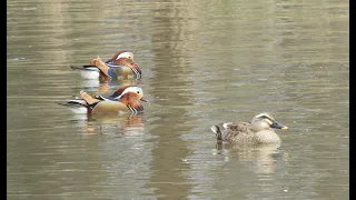 Мандаринка & Лысуха & Кряква / Mandarin Duck & Fulica Atra & Mallard Duck