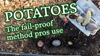 How to Grow Potatoes 101: Chitting, Planting, Care & Harvesting (with a demo)