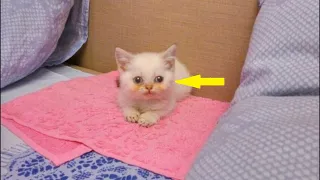 She was handed a kitten! When she arrived home, she realized that something was WRONG with the baby…
