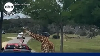 Shocking moment a giraffe lifts a toddler out of a truck