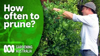 How often should you prune your citrus tree? | Citrus | Gardening Australia