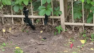magpies making nests