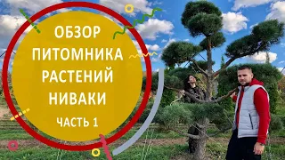 Обзор питомника Ниваки | Часть первая | #бонсай