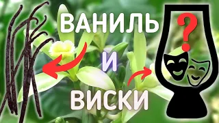 ВИСКИ и ВАНИЛЬ | Элементы Вкуса - Ванилин | Драм Кружок № 60