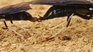 Black Soldier Fly mating