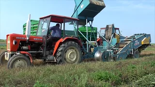 Kopanie ziemniaków 2018 Ursus Bolko Z-643