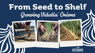 From Seed to Shelf - Growing Vidalia Onions