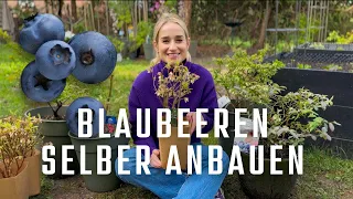 Blaubeeren/Heidelbeeren selber anbauen: mit diesen Tipps kann nichts mehr schief gehen 🫐