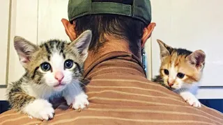 Man Adopted Stray Cat, And a Few Days Later, She Gave Him Big Surprise