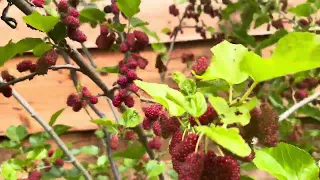 Updating my Mulberries fruit tree April 2024