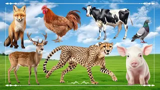 Cute Little Farm Animal Sounds: Fox, Chicken, Cow, Sika Deer, Cheetah & Pig - Animals Video