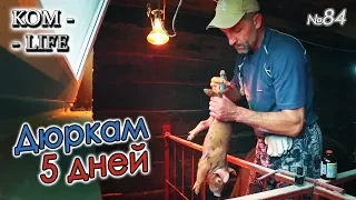 СТАВИМ УКОЛЫ ПОРОСЯТАМ ● РАЗБИРАЕМ СТАРЫЙ САРАЙ