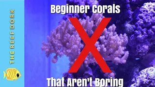 Top 7 Beginner Corals (That Aren't Boring)