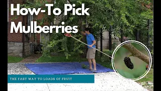 How-To Pick Mulberries