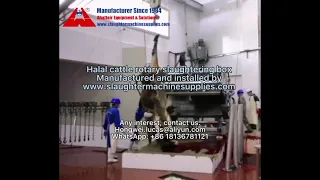 How halal cattle rotary slaughtering box works? inside the beef factory cattle slaughterhouse