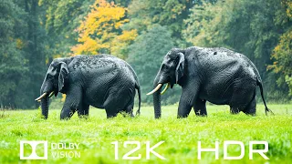 Dolby Vision 12K HDR 60fps - Animal Moments And Relaxing Piano Music