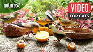 Bird video fo cats to watch 🦜🐦Flock of birds with oranges, corn and peppers. See their choices