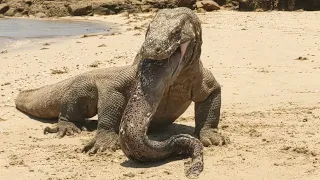 Komodo sucks up a giant sea eel😱