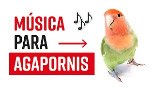 🐤🎵🦜 MÚSICA para PÁJAROS INSEPARABLES 🐤🎵🦜