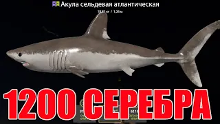 1200 СЕРЕБРА ЗА ЧАС! ЛЮТЫЙ ФАРМ СЕРЕБРА на 34 Банке на Норвежском море в Русской Рыбалке 4! РР4