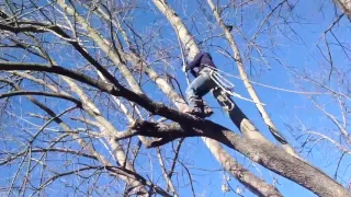 large cottonwood removal