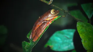 Night Ambience of Asia Jungle - Pure Rainforest Sounds - Frog Chorus