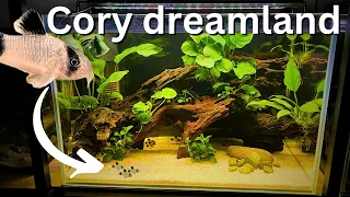 Perfect Beginner Cory Tank? Anubias only build for Panda Corydoras!