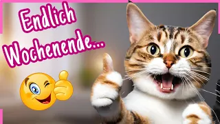 Witzige Wochenendgrüße & tierisch GUTE LAUNE zum Teilen 😺