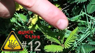QC#12 - Touch Sensitive Plant (Mimosa Pudica)