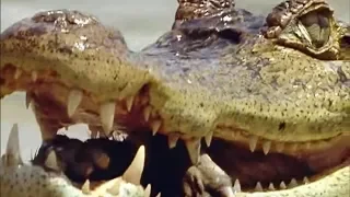 Caiman vs Capybara vs Anaconda | Amazon | BBC Earth