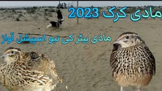 Batair ki female ki awaz volume 28|| Quail bird sound 2023