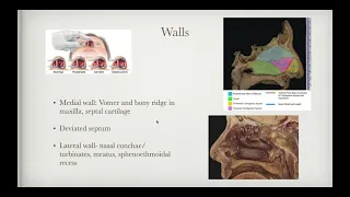 Anatomy II: Nasal cavity Part 1