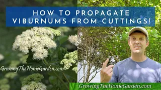 How to Propagate Viburnums from Cuttings (Arrowwood, Shasta, Onondaga, and Japanese Snowball)