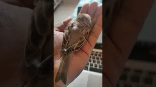 Baby sparrow falling asleep in palm ❤️ #birds #sleep #happy