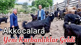 100 KİLOLUK YENİ KURBANLIKLAR  GELDİ / 2024 GÜNCEL KURBANLIK FİYATLARI