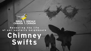Revealing the life of our upstairs neighbours: Chimney Swifts