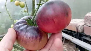 Самые урожайные экзотические томаты сезона 2023