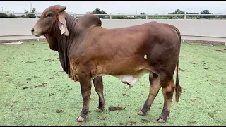 J&J Cattle Co: Lot #5055 Red Brahman Bull