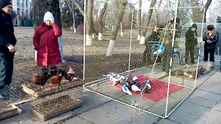 выставка голубей в Луганске