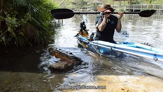 Surrounded By Alligators in a See Through Canoe