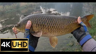 7 Minute Fight With 3kg Carp - Molonglo River | Fishing Video 4K